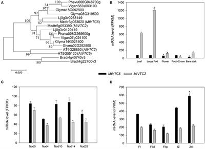 Increased Ascorbate Biosynthesis Does Not Improve Nitrogen Fixation Nor Alleviate the Effect of Drought Stress in Nodulated Medicago truncatula Plants